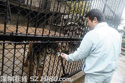 上海动物园繁殖场内饲养的老虎。图/东方IC