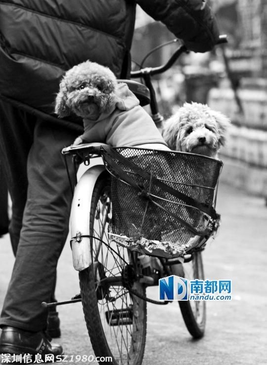 珠海出养犬新规：第一年拟收管理费500元