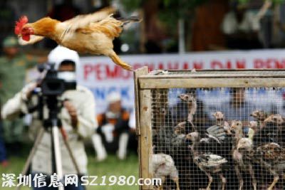 公鸡被宰前开口说人话 当地人纷纷逃跑小镇大乱