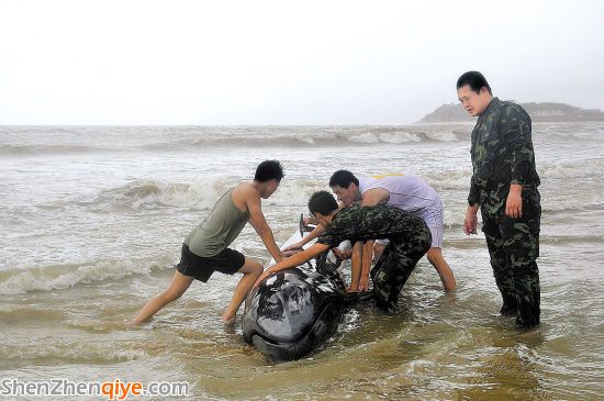 4吨虎头鲸被吹上阳江沙滩