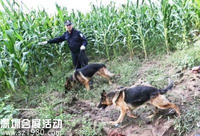 特警带着警犬进入农田搜捕