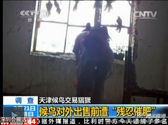 天津大批候鸟被捕 催肥后被杀(组图)