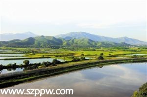 大沙河沙湾河观澜河污染加重