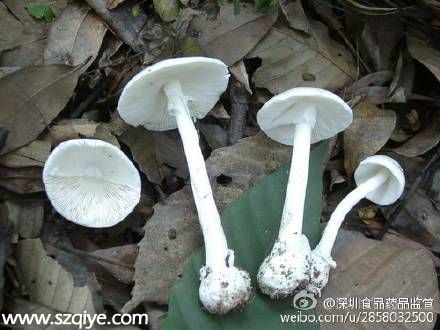 深圳连发蘑菇中毒1死6伤