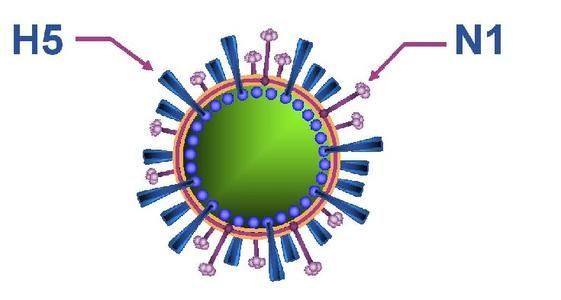 云南确诊一例人感染高致病性H5N1禽流感病例