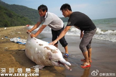 一只中华白海豚在深圳(www.szxxg.com)海滩搁浅死亡 被称为