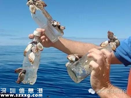 大梅沙海底垃圾触目惊心 蛙人半小时清理100公斤