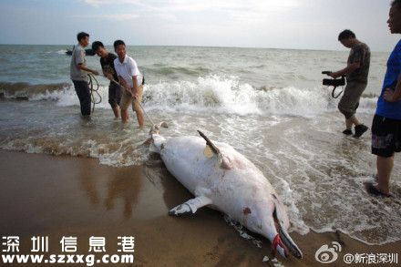 一只中华白海豚在深圳(www.szxxg.com)海滩搁浅死亡 被称为