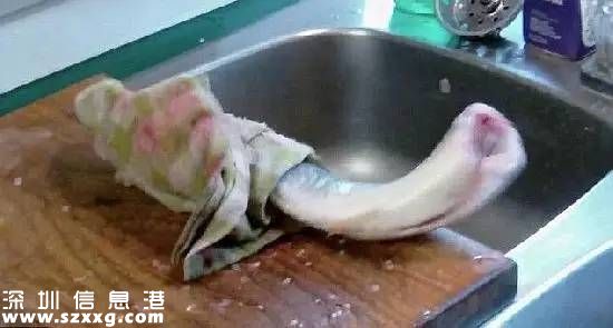 广州餐馆现僵尸鱼煮熟后仍蠕动 其实是一道菜——红烧活鲤鱼