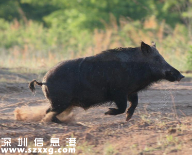 饭店野猪集体越狱外逃 1头被“爆头” 2头仍在逃 民警上演“捉猪记”