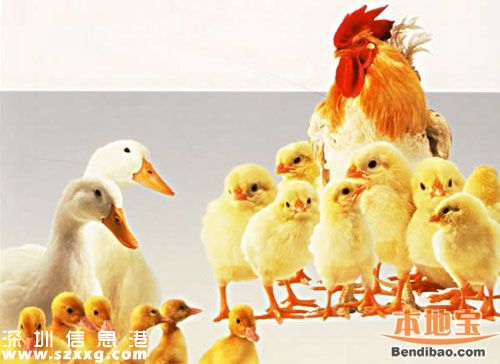 深圳(www.szxxg.com)报告2起H5N6病例 H5N6越早治疗越好