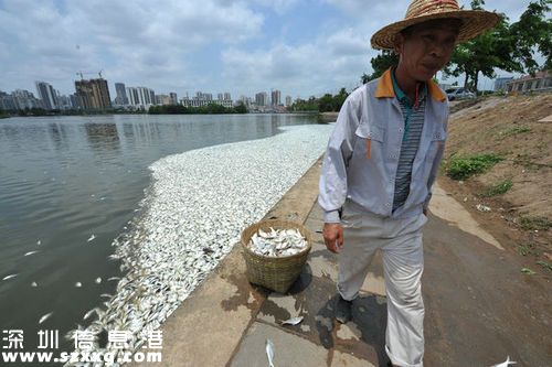 红城湖现大量死鱼