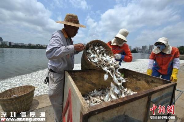 红城湖现大量死鱼