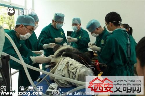 雅安大熊猫死亡全身伤痕累累 呼吁调查真相并出台相关保护措施