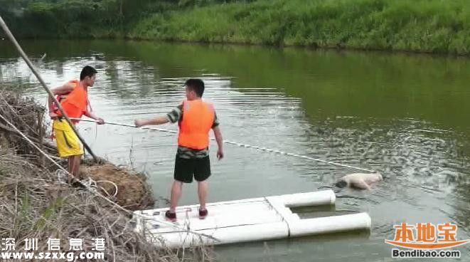 石岩钓鱼场旁池塘惊现浮尸 上身半裸胳膊有淤青