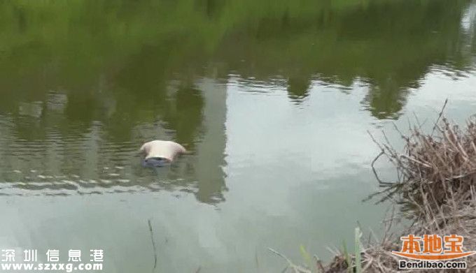 石岩钓鱼场旁池塘惊现浮尸 上身半裸胳膊有淤青