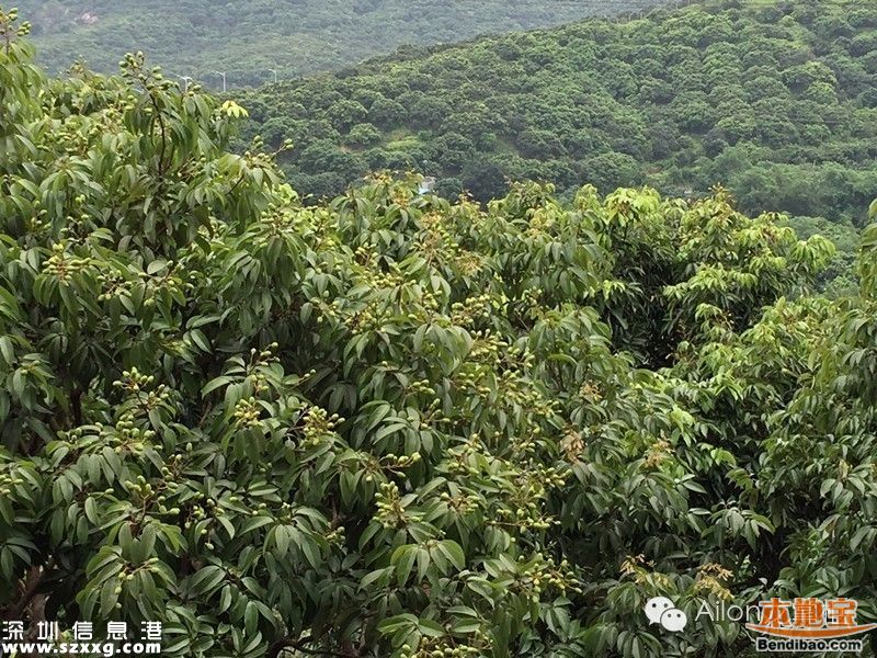 今年南山荔枝大量减产 或为正常年份的三成