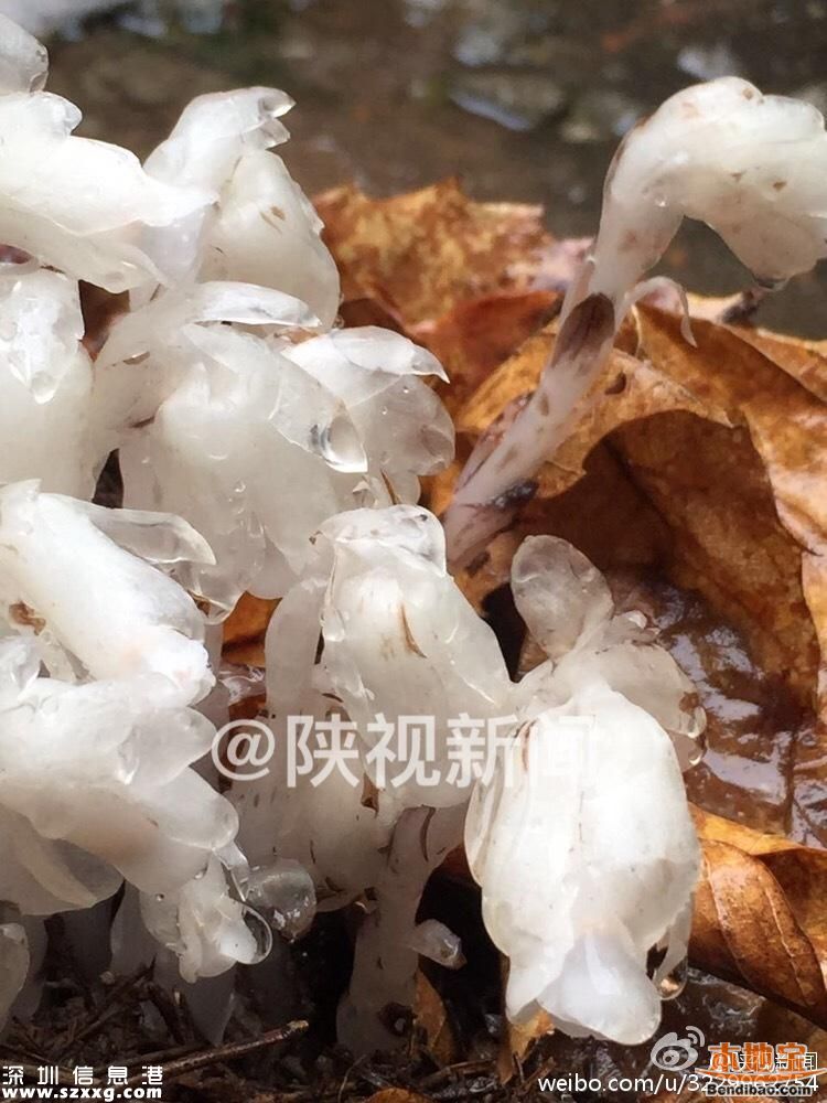 陕西发现死亡之花 水晶兰的传说+花语