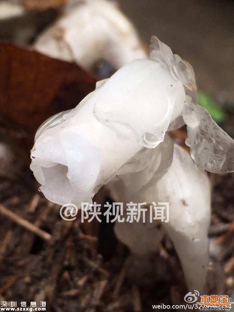 陕西发现死亡之花 水晶兰的传说+花语