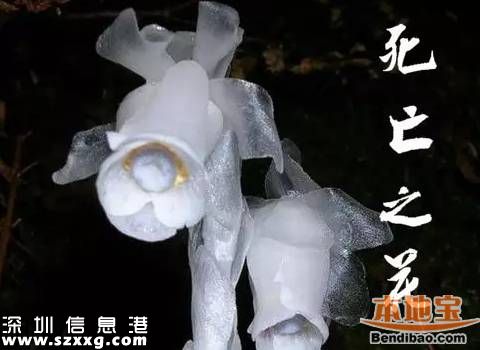 陕西发现死亡之花 水晶兰的传说+花语