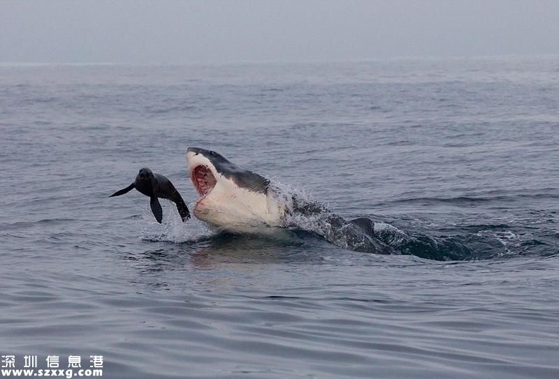 海豹鲨口逃生瞬间 险逃多次且被鲨鱼穷追5分钟过程太刺激了