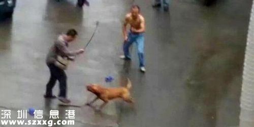 发情比特犬当街撕咬领养主人