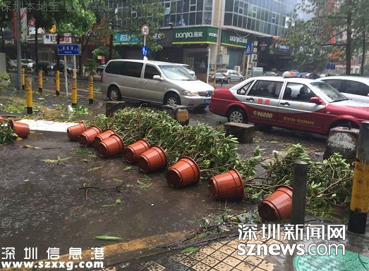 妮妲台风给深圳留下了什么？1313棵树被摧毁