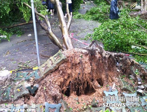 台风妮妲在深圳的全部历程 从出生到结尾