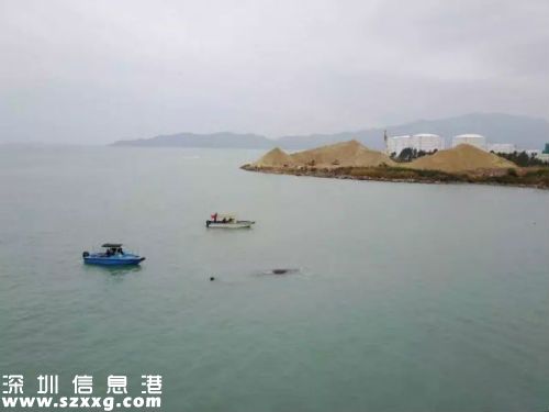 深圳搁浅抹香鲸已确认死亡 抹香鲸为什么会搁浅（2）