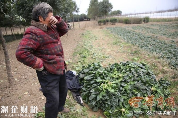 100公斤菠菜才卖26元 菜农忍不住哭了辛苦一季才得这么少的钱