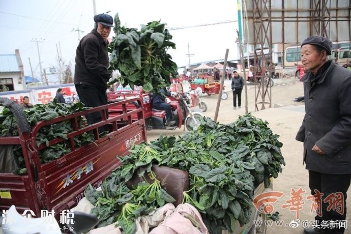 100公斤菠菜才卖26元 菜农忍不住哭了辛苦一季才得这么少的钱